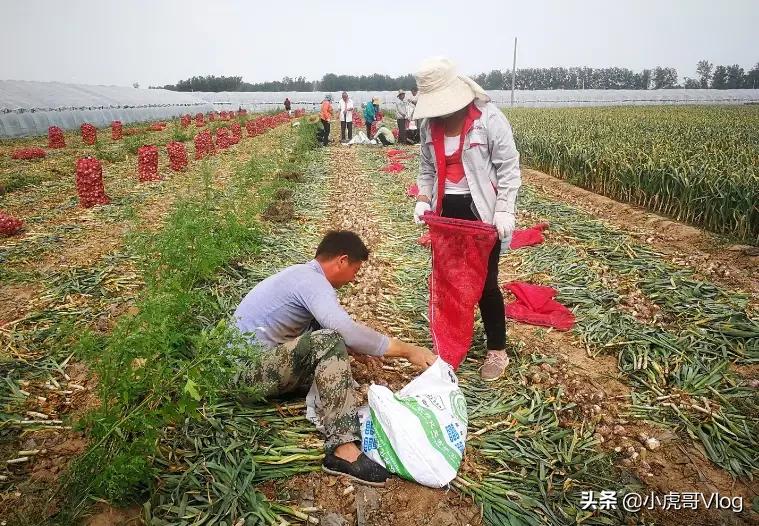 今天大蒜最新行情深度解析